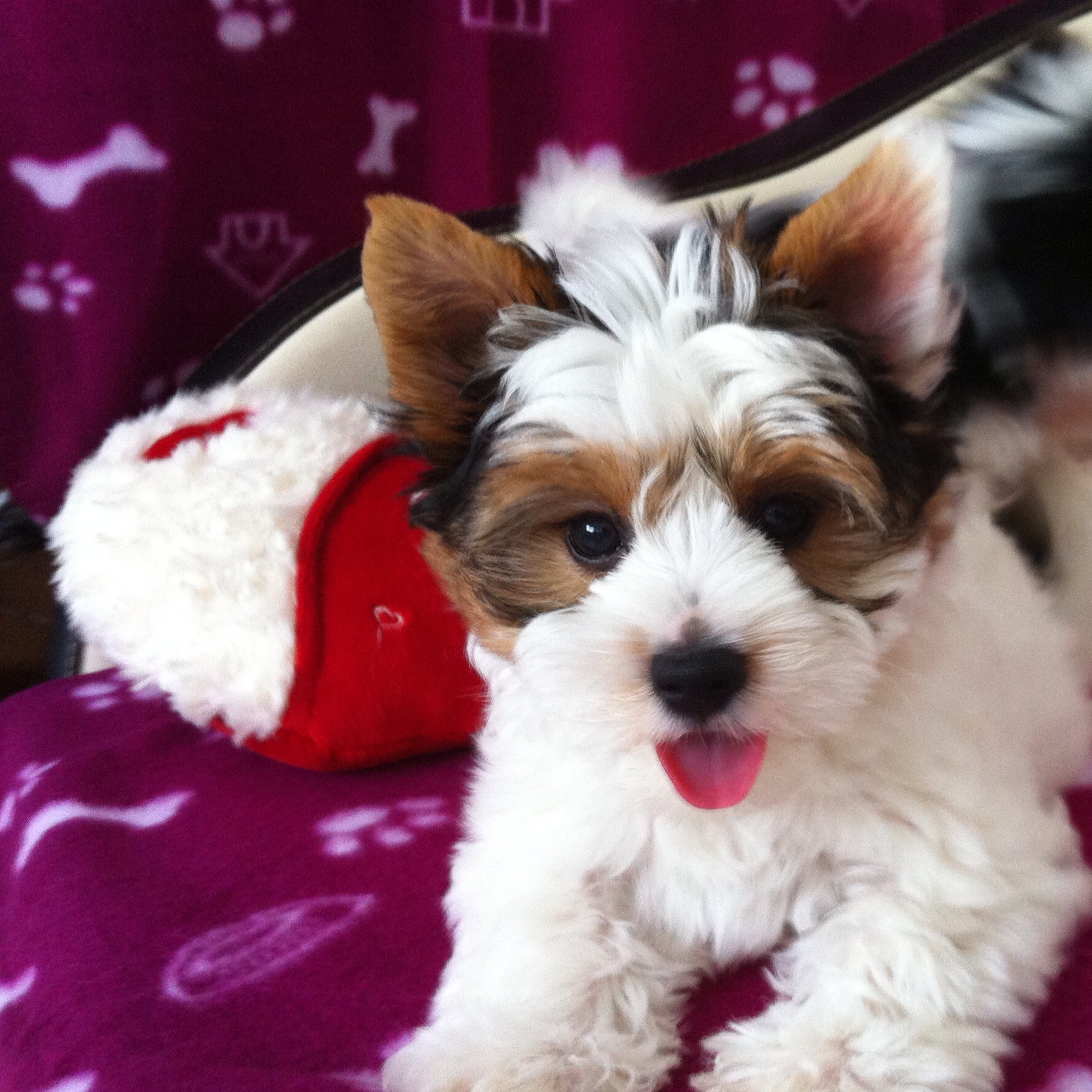 Biewer Yorkshire Terrier Welpen